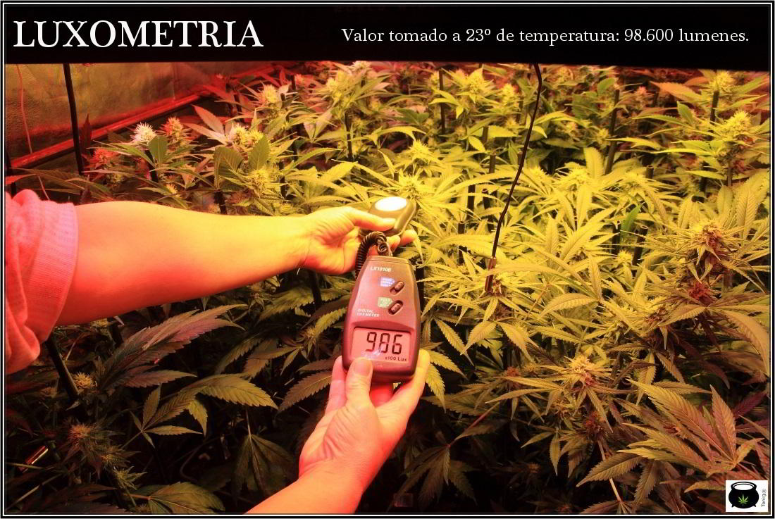 Reflector vertical refrigerado para el cultivo indoor de marihuana 2
