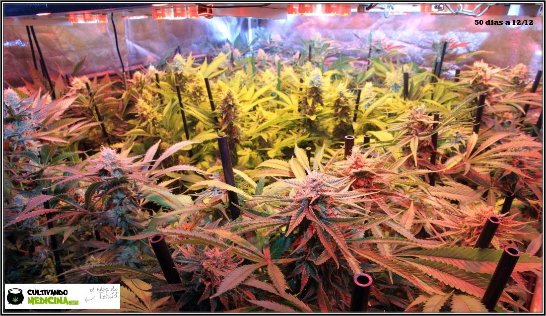 20- 31-1-2014 Vista general del cultivo de marihuana, 50 días a 12/12 3