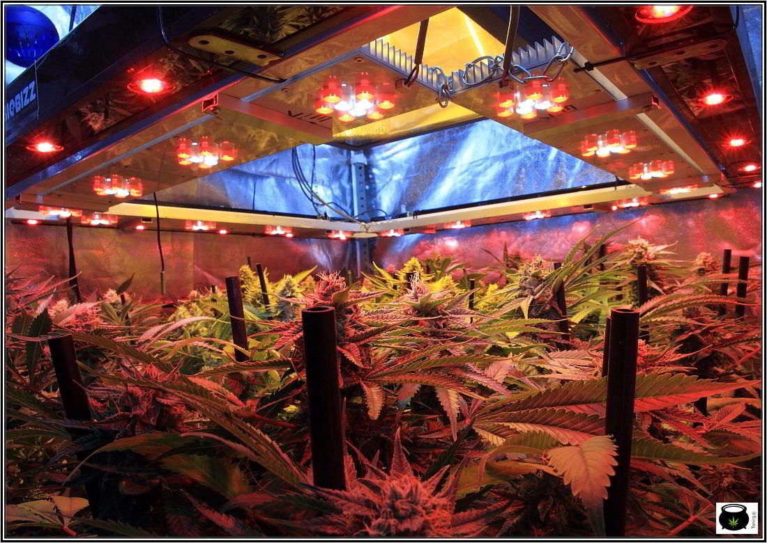 20- 31-1-2014 Vista general del cultivo de marihuana, 50 días a 12/12 4
