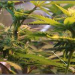 Supercropping – Técnica de cultivo en cultivos de marihuana paso a paso
