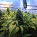 SOG (Sea Of Green) – Técnica de cultivo para el cultivo de marihuana