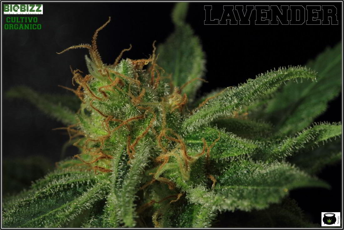 Cogollo bajero de variedad de marihuana lavender 3
