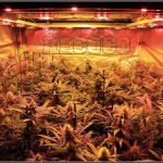 11- Actualización general del cultivo de marihuana, 5 semanas a 12/12
