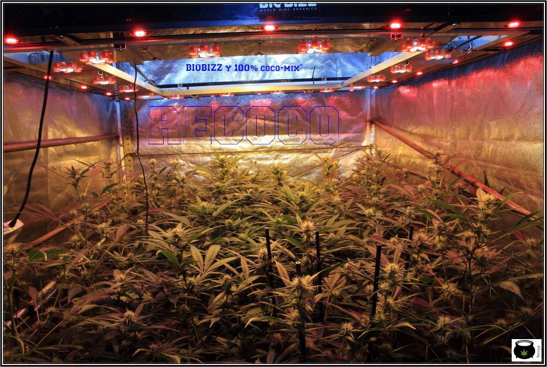 8- Actualización general del cultivo de marihuana, 3 semanas a 12/12. 3