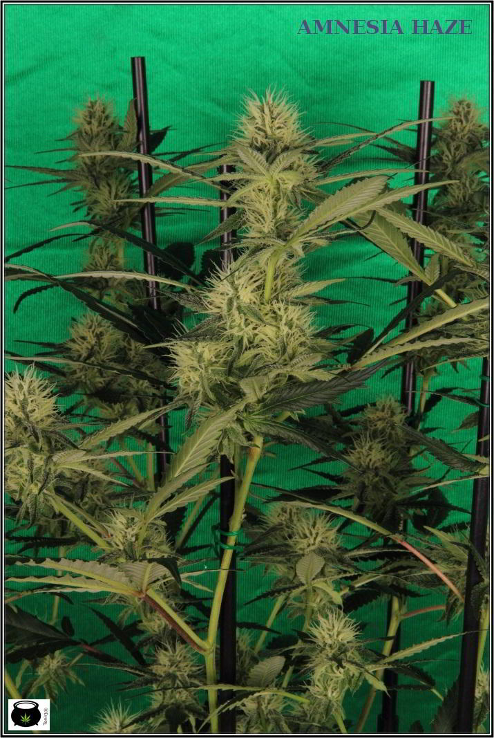 10- Variedad de marihuana Amnesia haze, poda apical, 30 días a 12/12 2