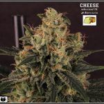 16- Estado de la variedad de marihuana Cheese. El queso esta madurando
