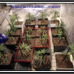 2- Día «D» hora «0», paso a floración el cultivo de marihuana