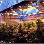 Sodio + Led – Técnica de uniformidad lumínica en cultivos de marihuana