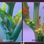 Platanito – Flor macho en plantas de marihuana –  ¡Peligro! ¿Por qué salen?
