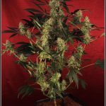 13- Variedad de marihuana Amnesia Haze con 6 semanas a 12/12
