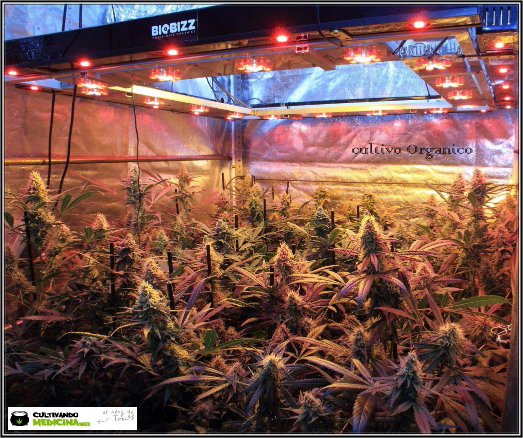 14- Actualización general del cultivo de marihuana, 43 días a 12/12 2