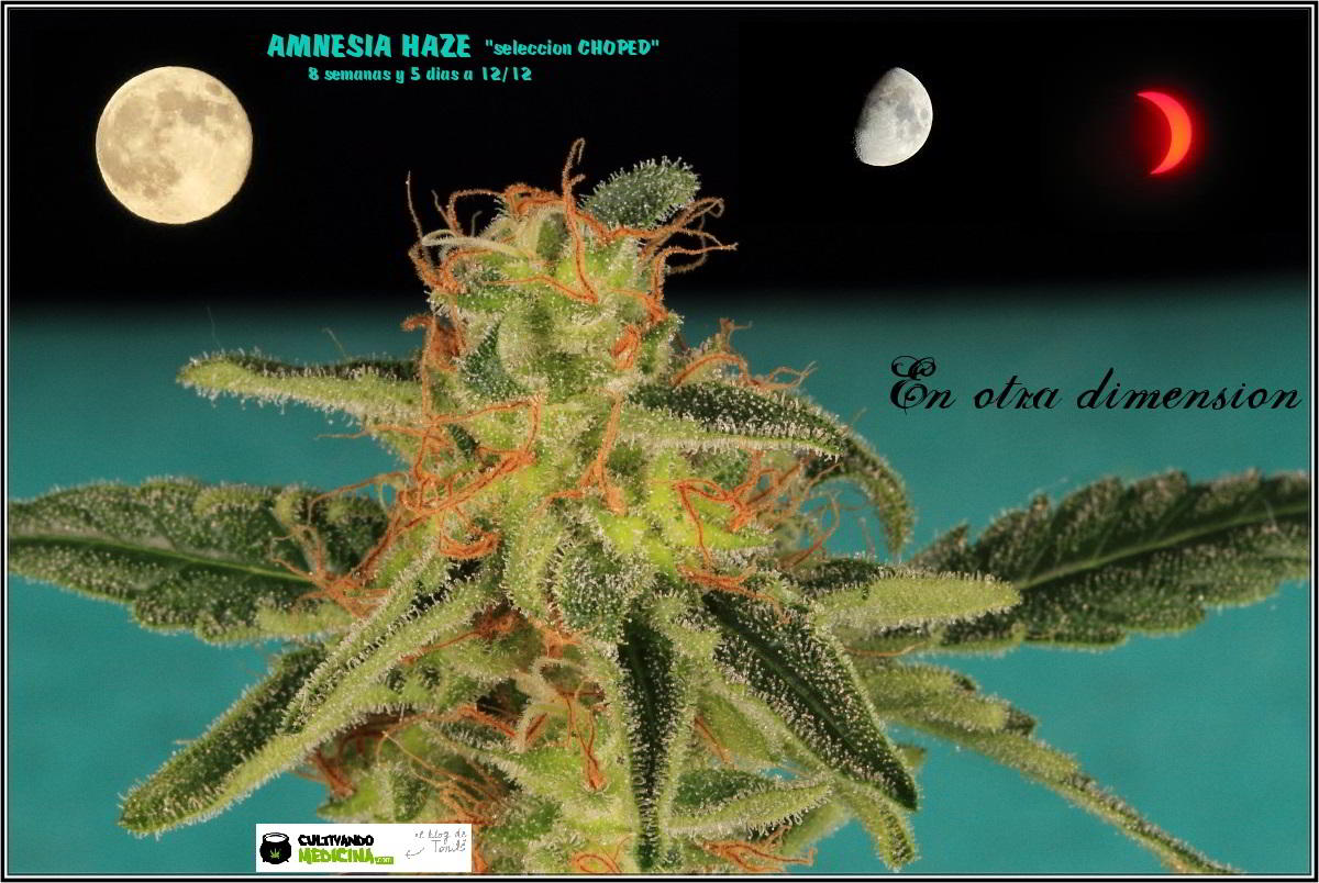 22- Variedad de marihuana Amnesia Haze la cordobesa cortada 2