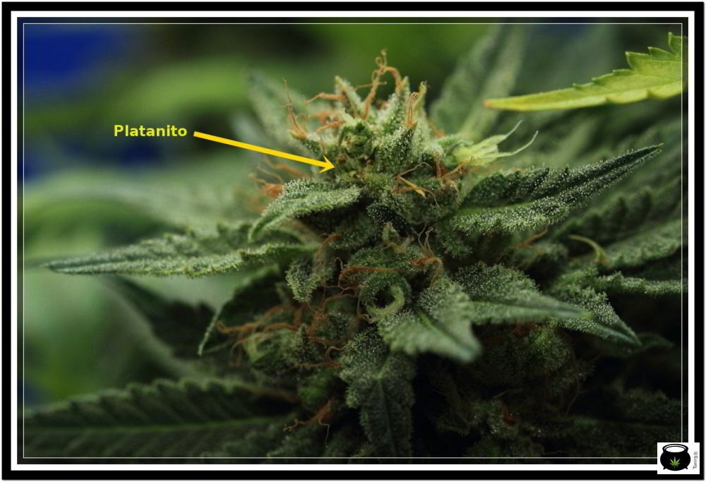 Platanito en cogollo de planta de marihuana en floración