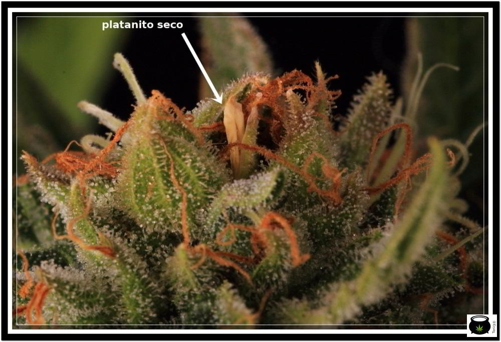 Platanito seco en planta de marihuana