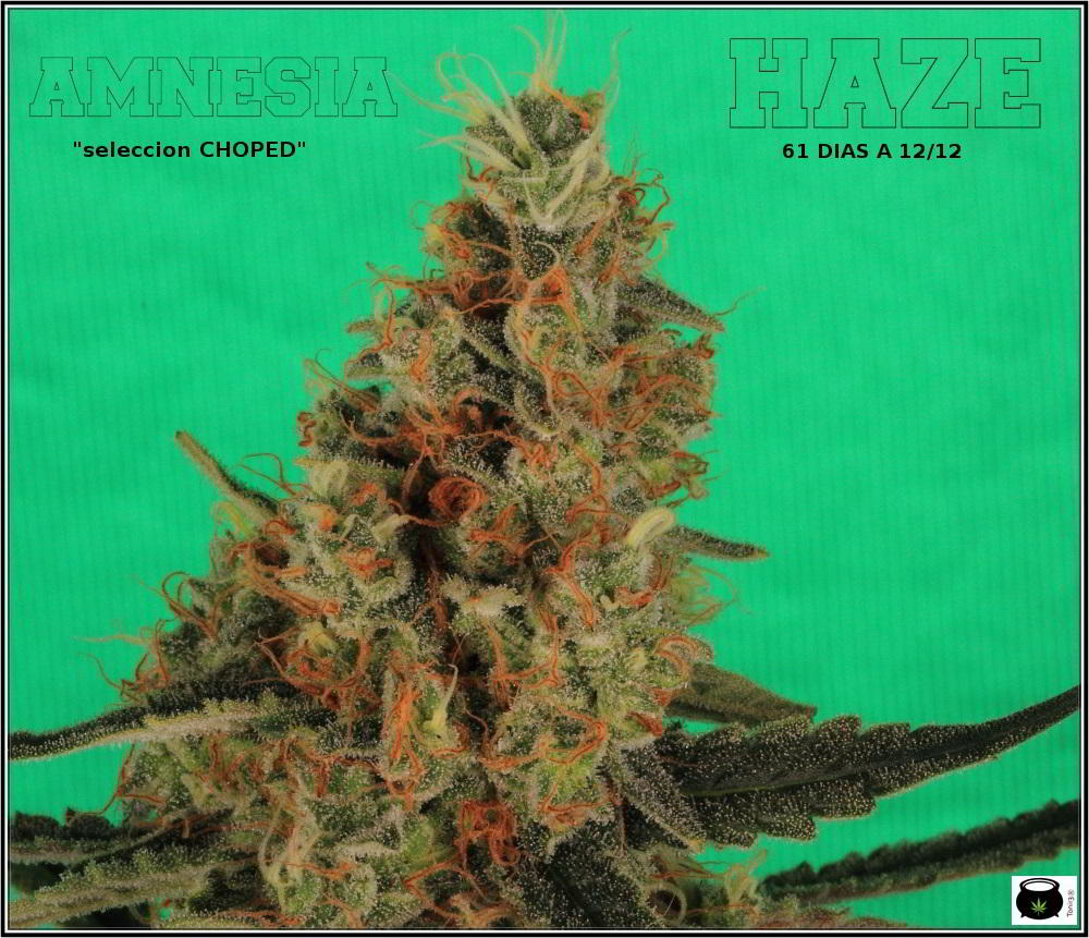 22- Variedad de marihuana Amnesia Haze la cordobesa cortada 3
