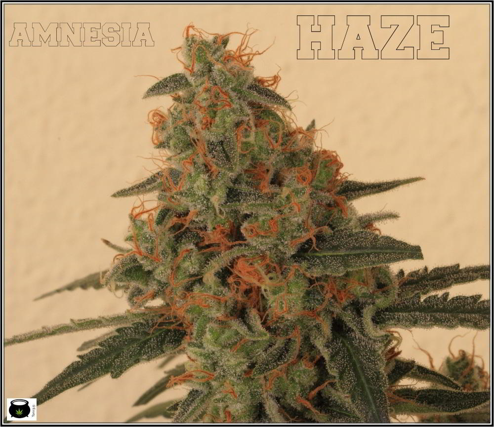 22- Variedad de marihuana Amnesia Haze la cordobesa cortada 4