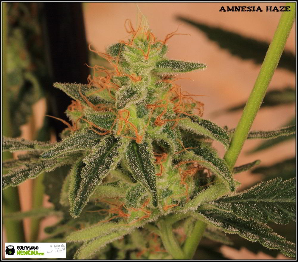 22- Variedad de marihuana Amnesia Haze la cordobesa cortada 8