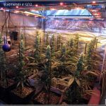 10- Actualización del cultivo de marihuana: 4 semanas a 12/12