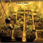 3- 4 días a 12/12, continuo con el moldeo lumínico en el cultivo de marihuana