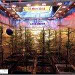 9- Actualización del cultivo de marihuana: 3 semanas a 12/12 SOG vertical