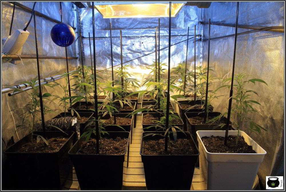 bandeja de cultivo en armario de interior de marihuana