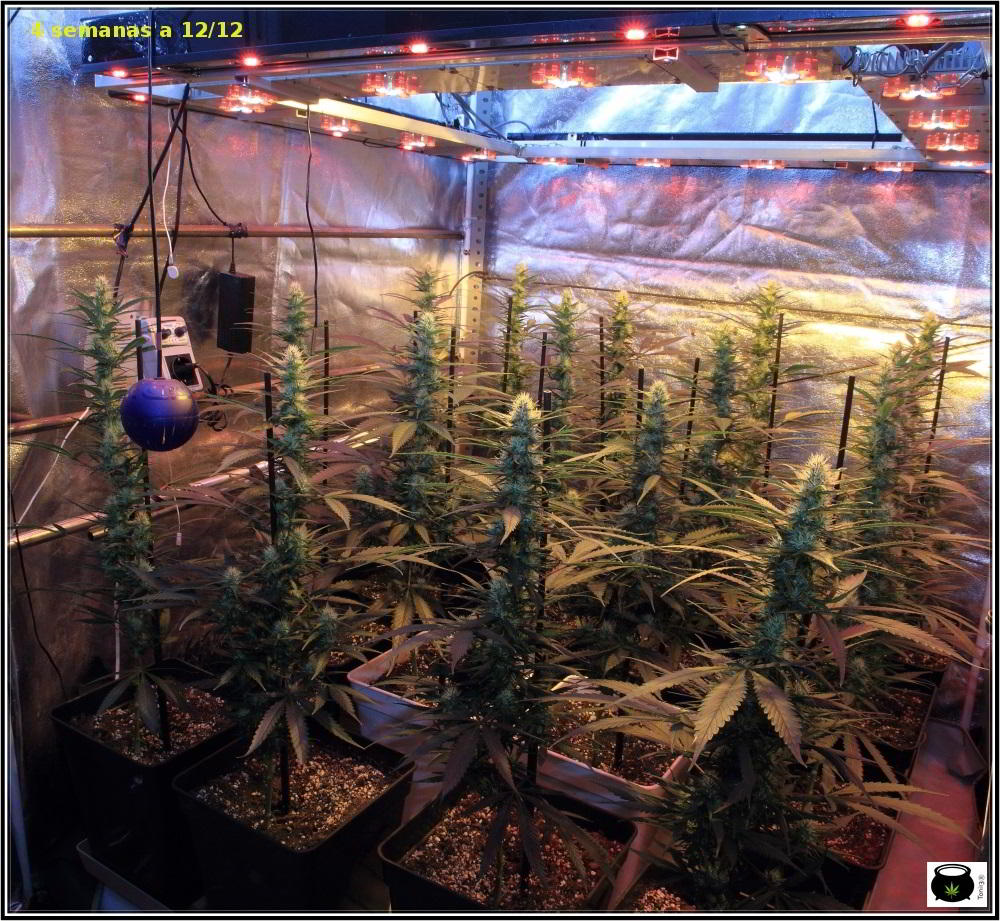 Moldeo lumínico en cultivos de marihuana de interior 9