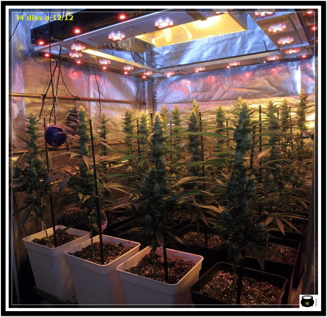 Moldeo lumínico en cultivos de marihuana de interior 10