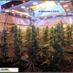 12- Actualización del cultivo de marihuana: 6 semanas a 12/12