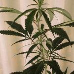 Plan nutricional de una planta de marihuana en crecimiento – No me mates, necesito poco
