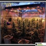 11- Actualización del cultivo de marihuana: 5 semanas a 12/12