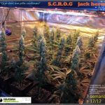 13- Actualización del cultivo de marihuana: 7 semanas a 12/12