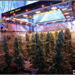 16- Actualización del cultivo de marihuana: 9 semanas a 12/12