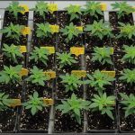 6- Cultivo de marihuana con semillas regulares: 20 días de crecimiento vegetativo