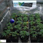10- 28 días de crecimiento vegetativo en el cultivo: controlando la altura