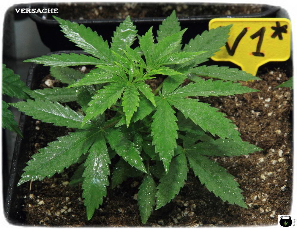 10- 28 días de crecimiento vegetativo en el cultivo de marihuana: controlando la altura 4