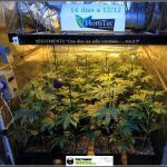 18- Actualización general del cultivo de marihuana: 14 días a 12/12