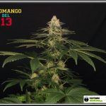 fotografías amigos de toni13: SOMANGO DEL 13 Variedad de marihuana