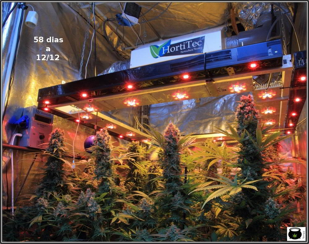 Botrytis - Cómo prevenirla en cultivos de marihuana, actuación y consejos 2
