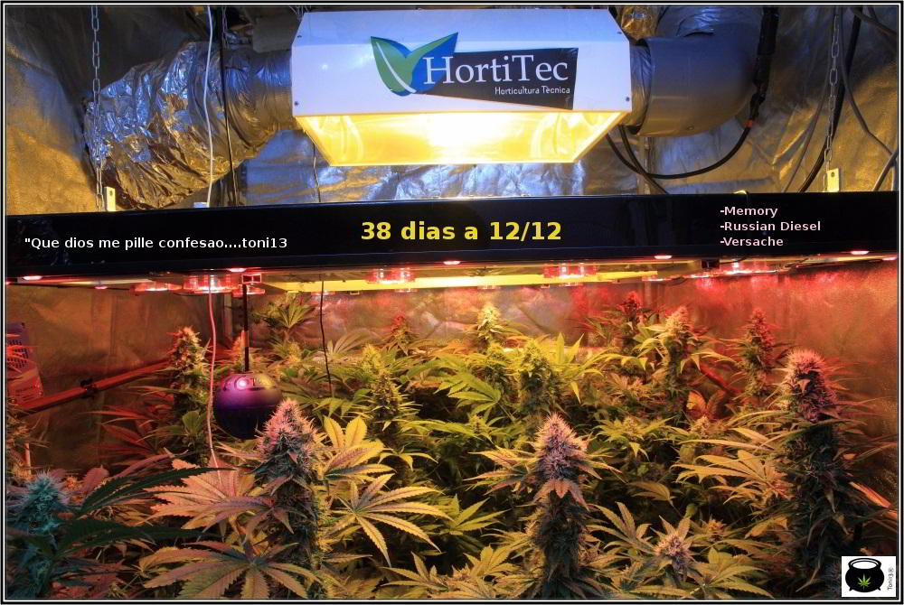 23- Actualización del cultivo marihuana: 38 días a 12/12: con un ojo, poco se ve. 2