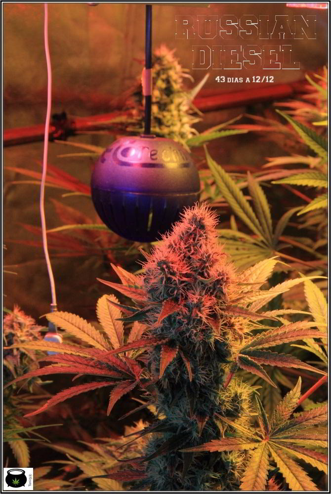 cultivo interior semillas regulares marihuana 2
