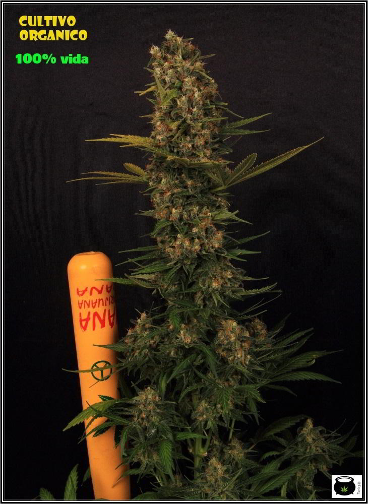 Planta de marihuana con un plan de cultivo nutricional orgánico