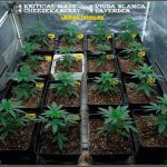 1.5- En breve el cultivo de marihuana de semillas feminizadas cambia a floración