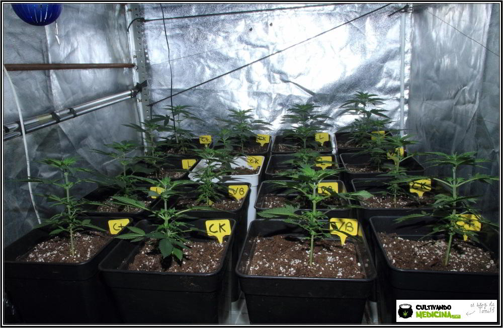 1.5- En breve el cultivo de marihuana de semillas feminizadas cambia a floración 2