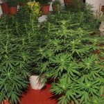 Cómo aplicar una tabla de nutrición en cultivos de exterior de marihuana