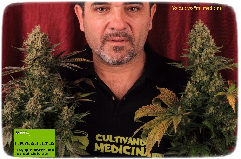 cultiva marihuana medicinal