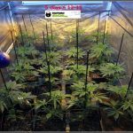 2.3- 5 días a 12/12: el cultivo de marihuana empieza a coger forma