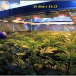 2.6- 20 días a 12/12 – El moldeo lumínico del cultivo de marihuana ha terminado