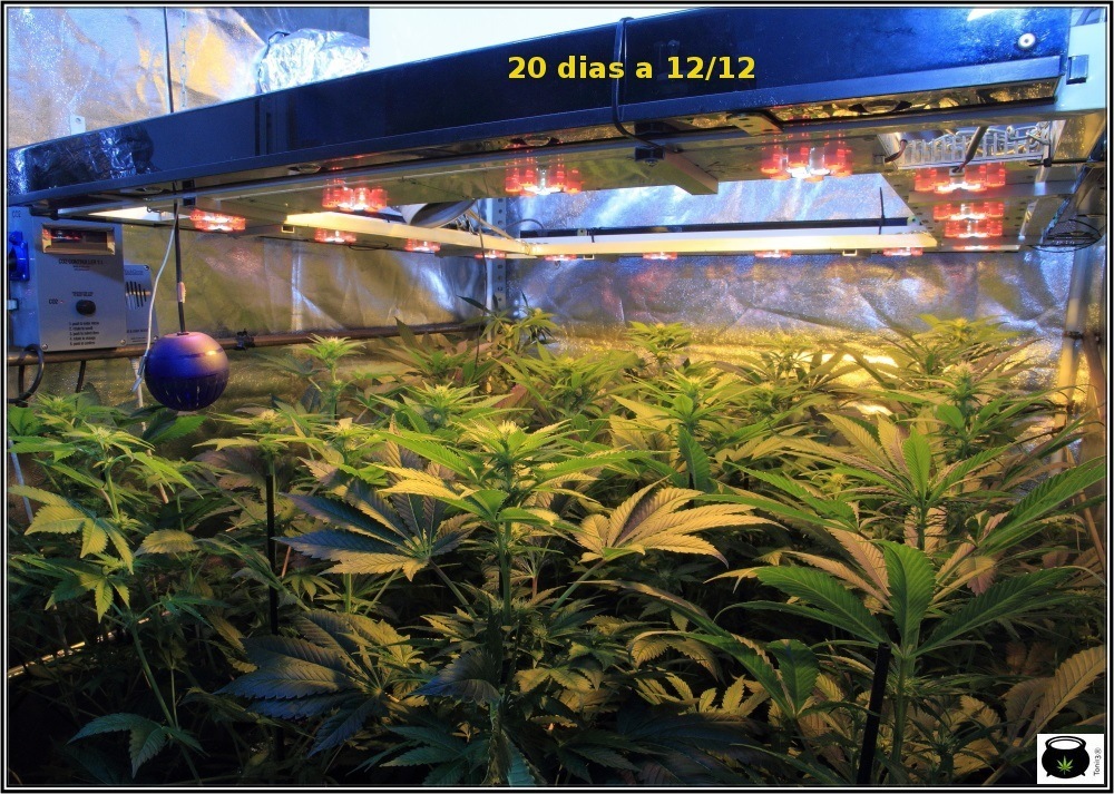 cultivo de marihuana Sodio+LED-1