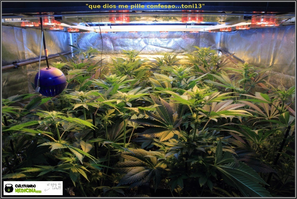 cultivo de marihuana Sodio+LED-2