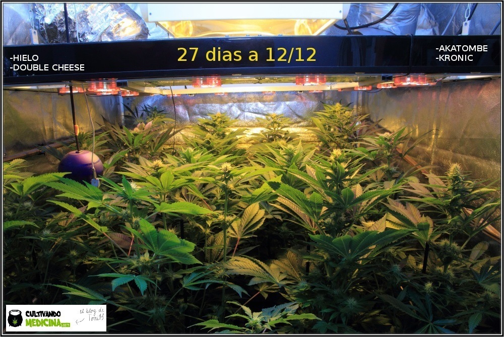 indoor-cultivo-marihuana